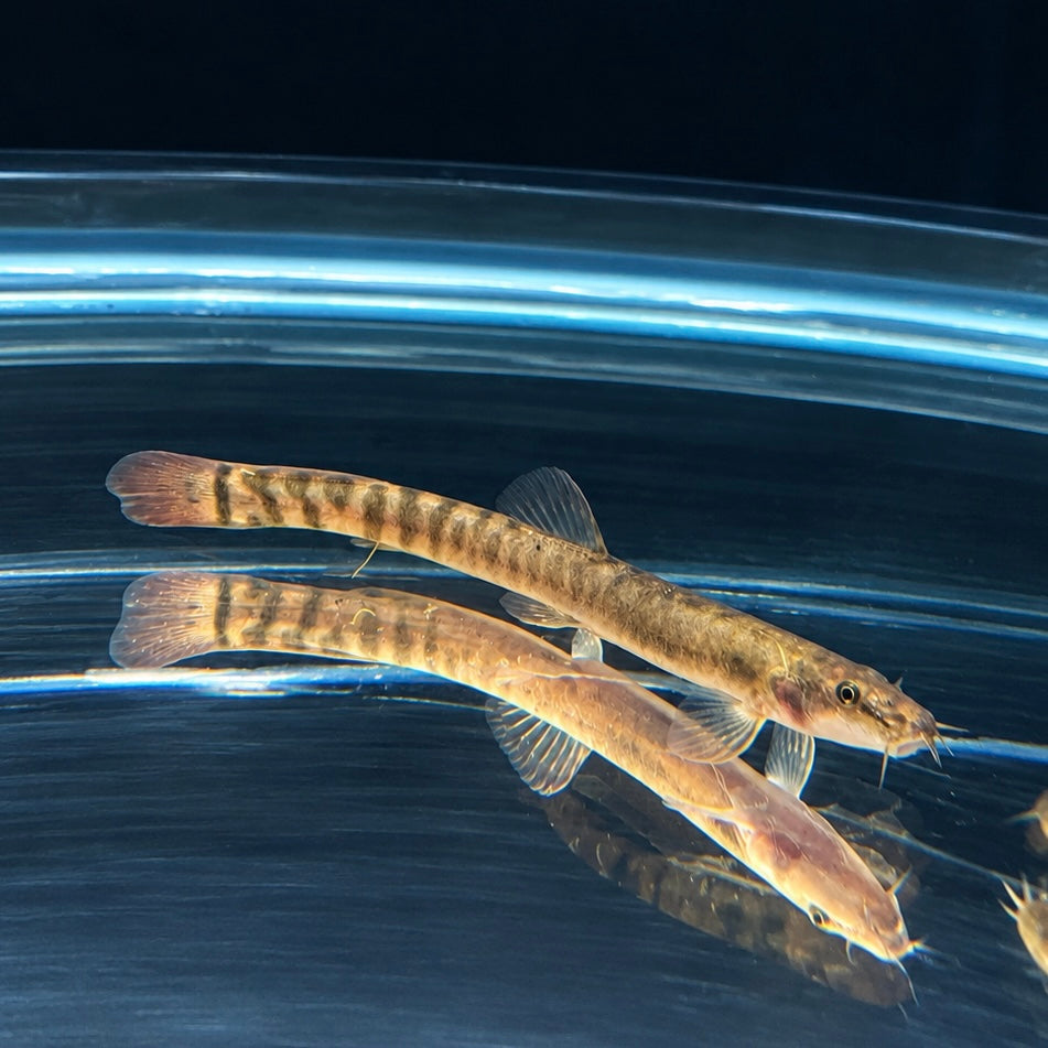 Long Redtail Loach(Homatula Variegata