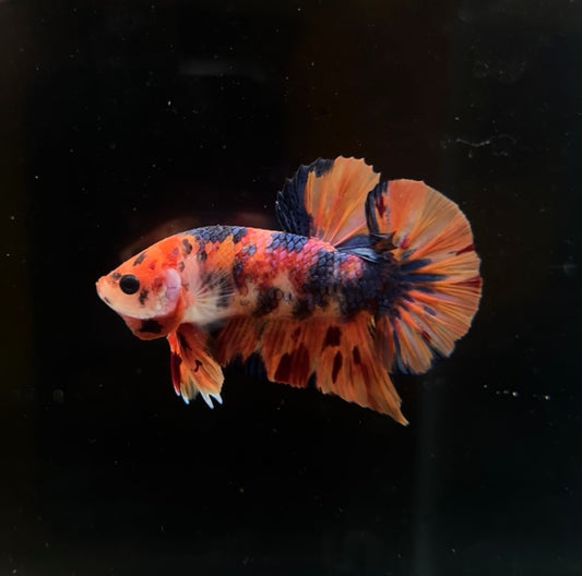 Nemo Tiger Koi HMPK Male Betta