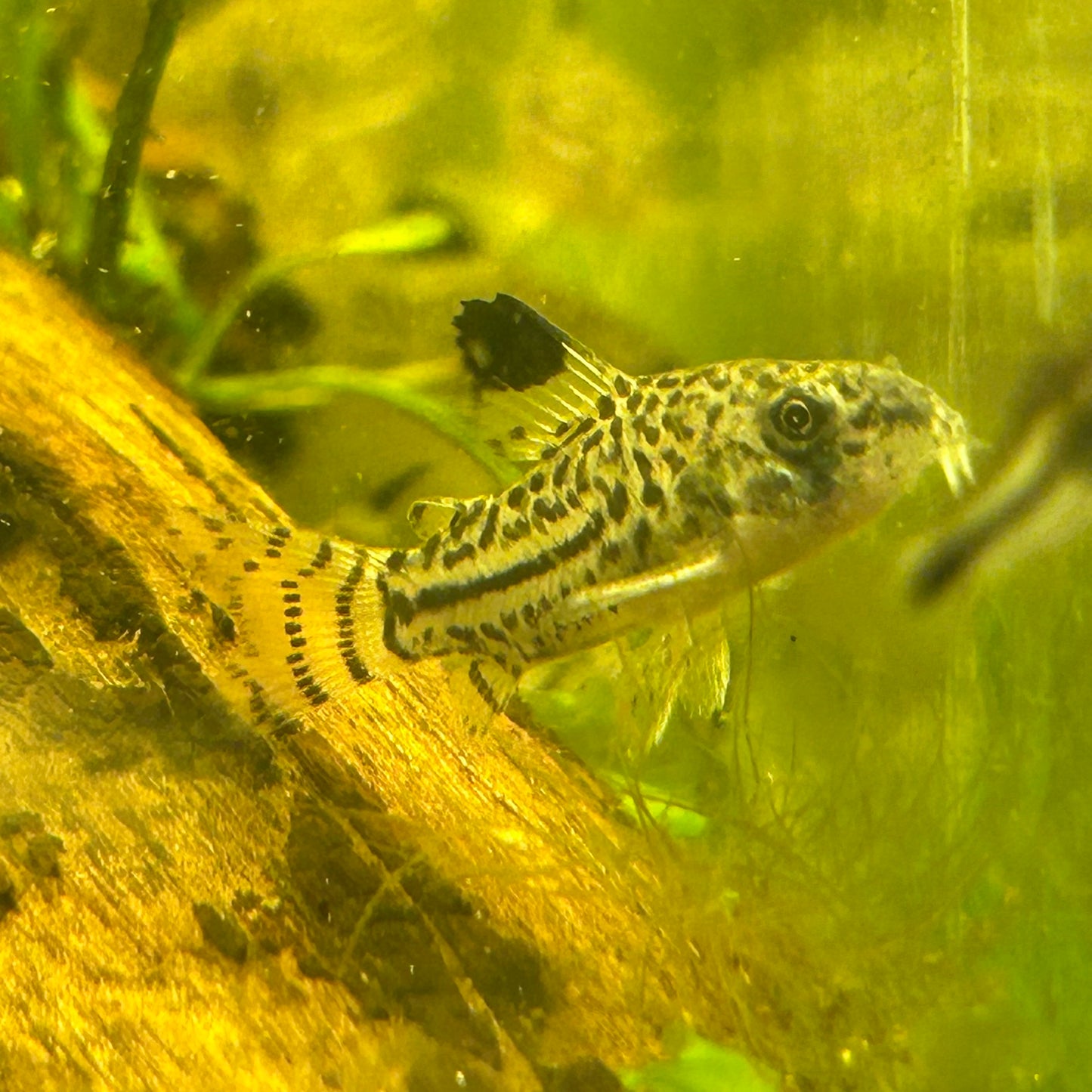 Juuli Corydoras