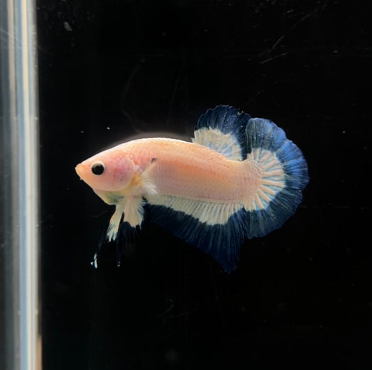Blue Rim HMPK Male Betta