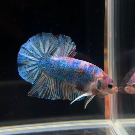 Giant Blue Candy Koi HMPK Male Betta