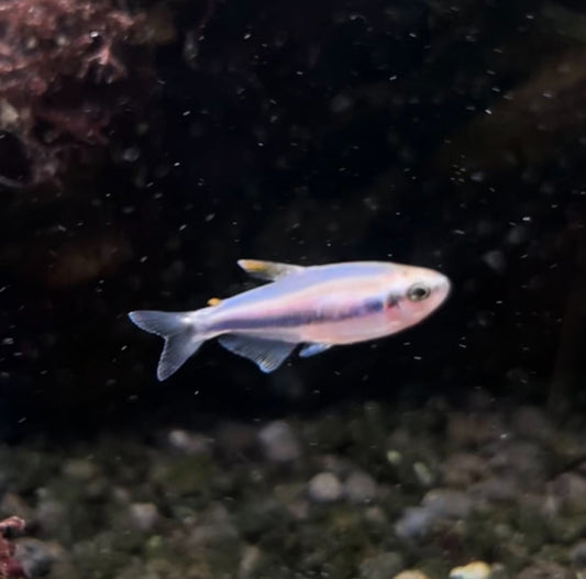 Purple Emperor Tetra