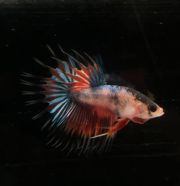 CT Multicolor Koi Male Betta