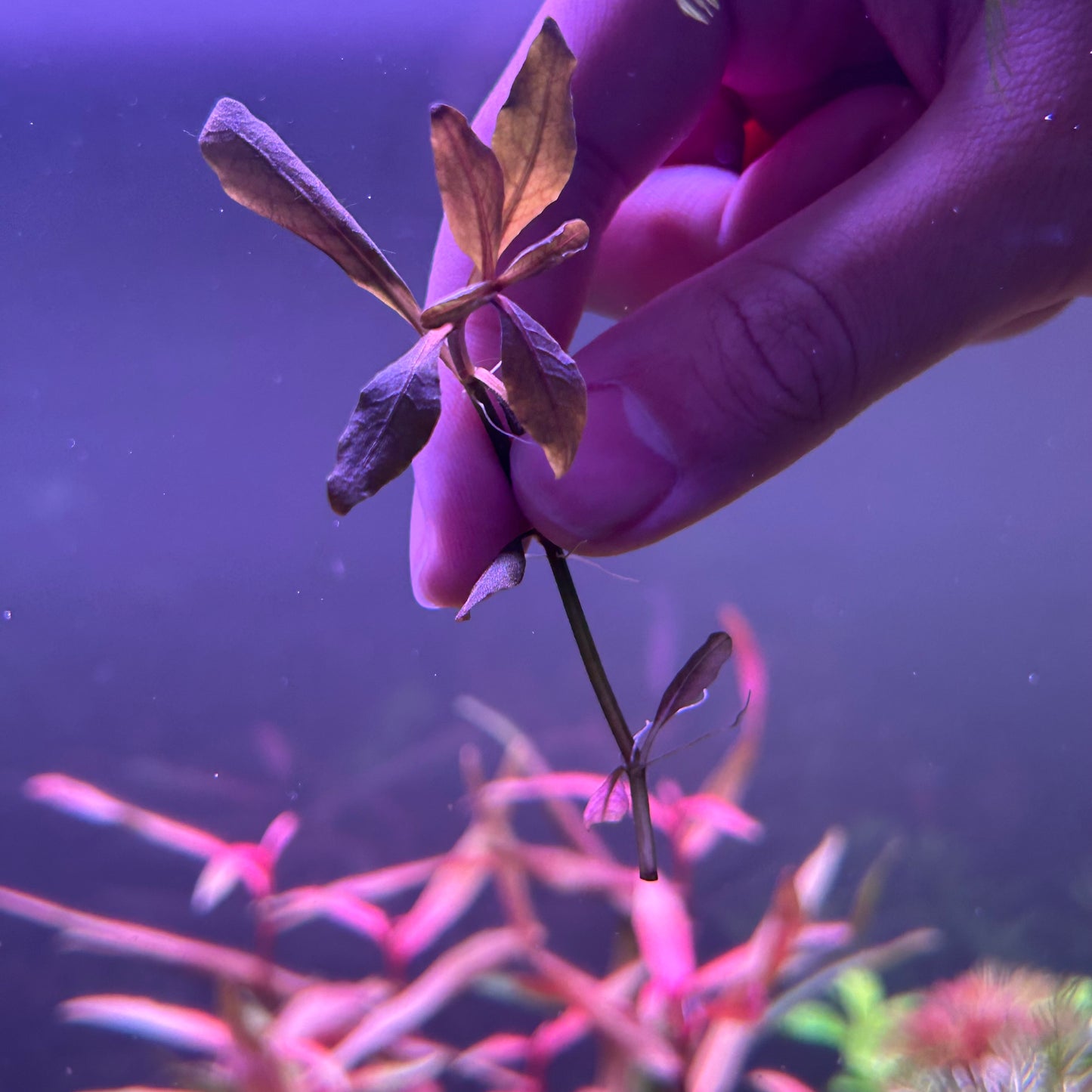 Hygrophila Brown