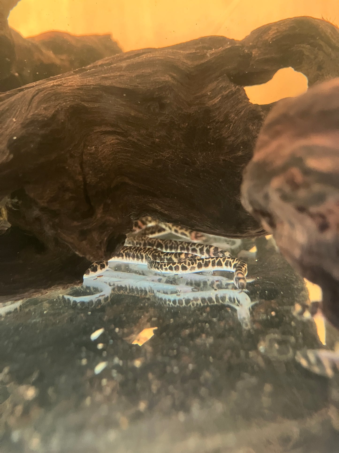 Leopard Khuli Loach(Pangio Muraeniformis)