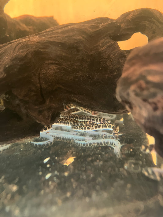 Leopard Khuli Loach(Pangio Muraeniformis)