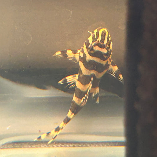 L134 Leopard Frog Pleco Tank Raised