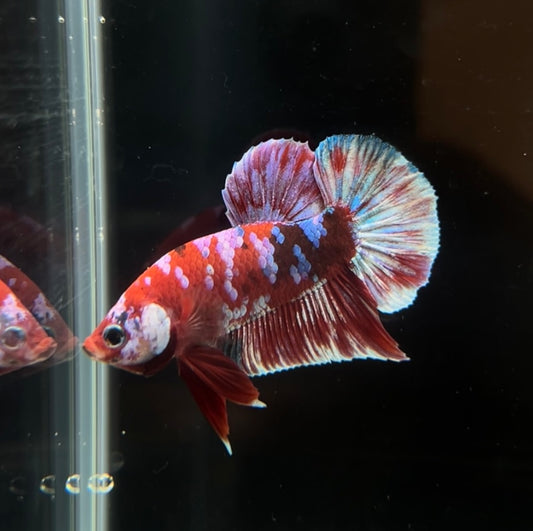 Red Barongsai Koi Betta