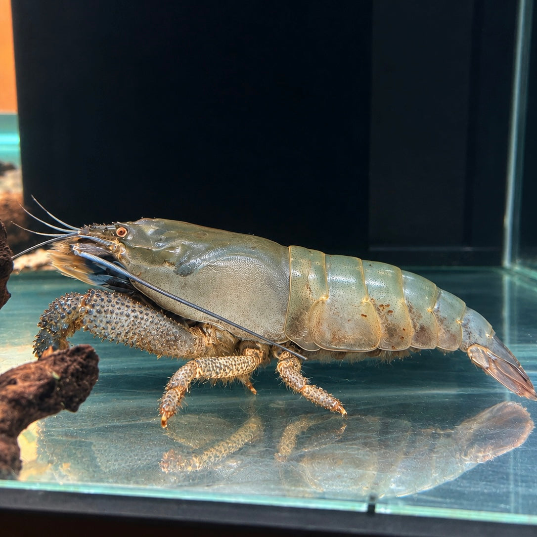 Vampire Shrimp(Atya gabonensis)