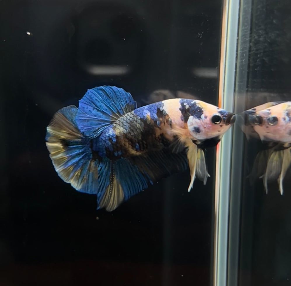 Yellow Galaxy Koi HMPK Male Betta