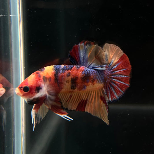 Nemo Multicolor Koi HMPK Male Betta