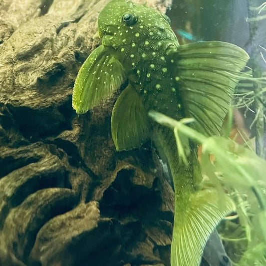 L200 Green Phantom Pleco