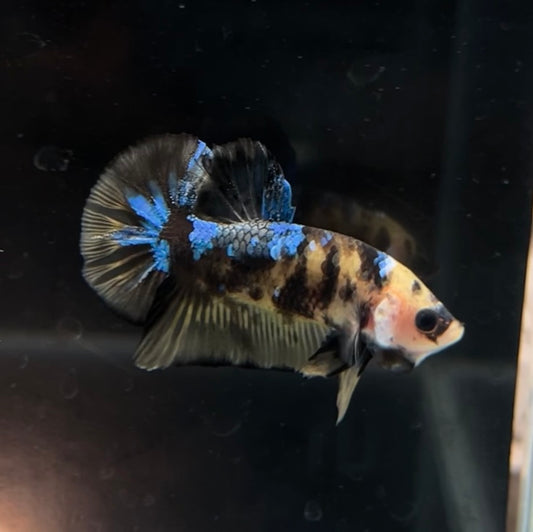 Yellow Galaxy Koi HMPK Male Betta