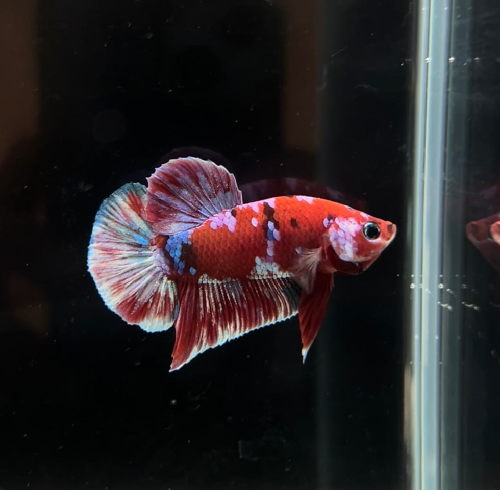 Red Barongsai Koi Betta