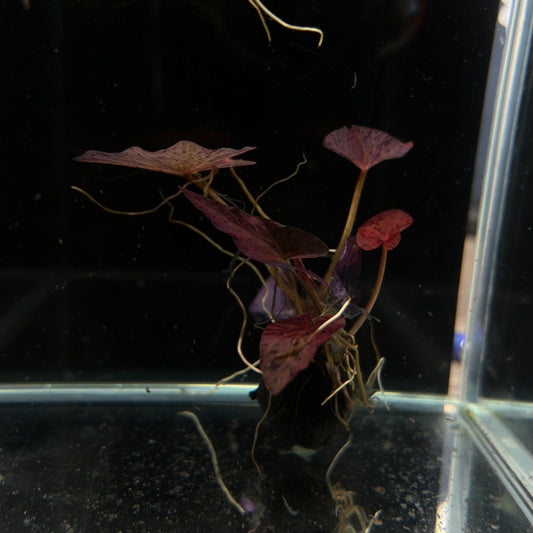 Red Tiger Lotus