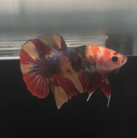 HMPK Koi Nemo Male Betta
