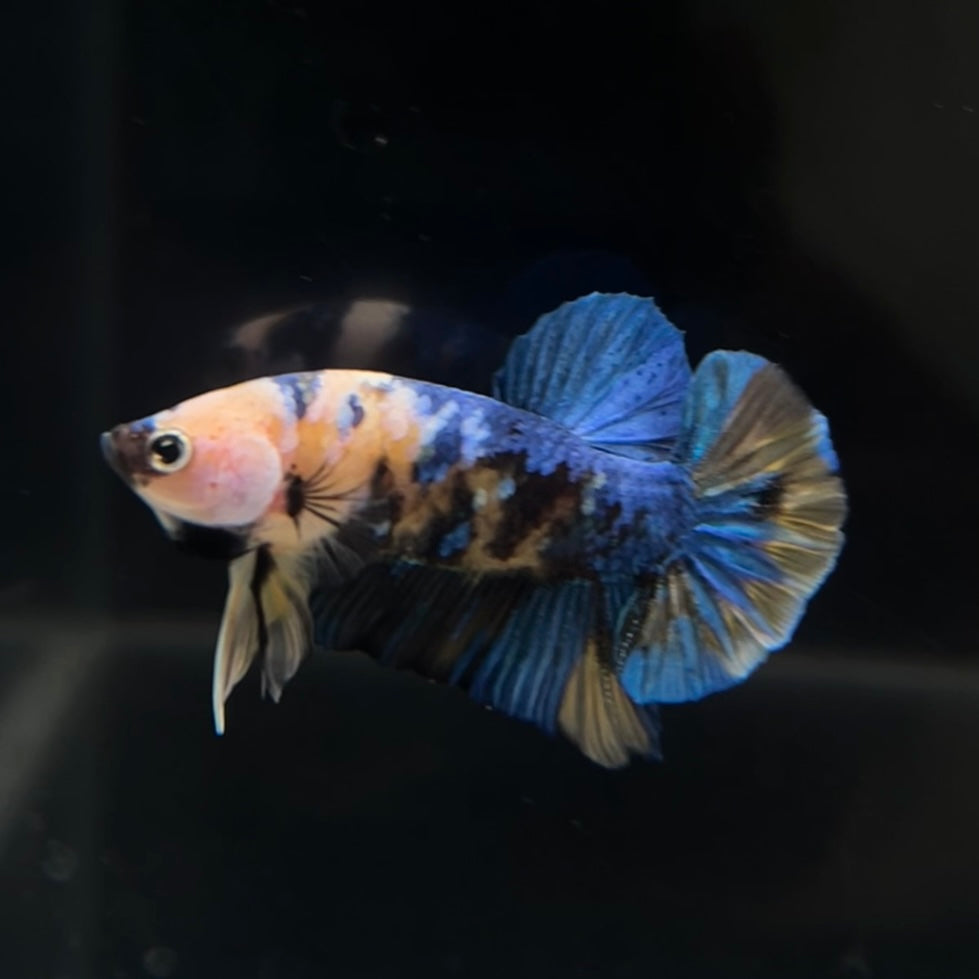 Yellow Galaxy Koi HMPK Male Betta