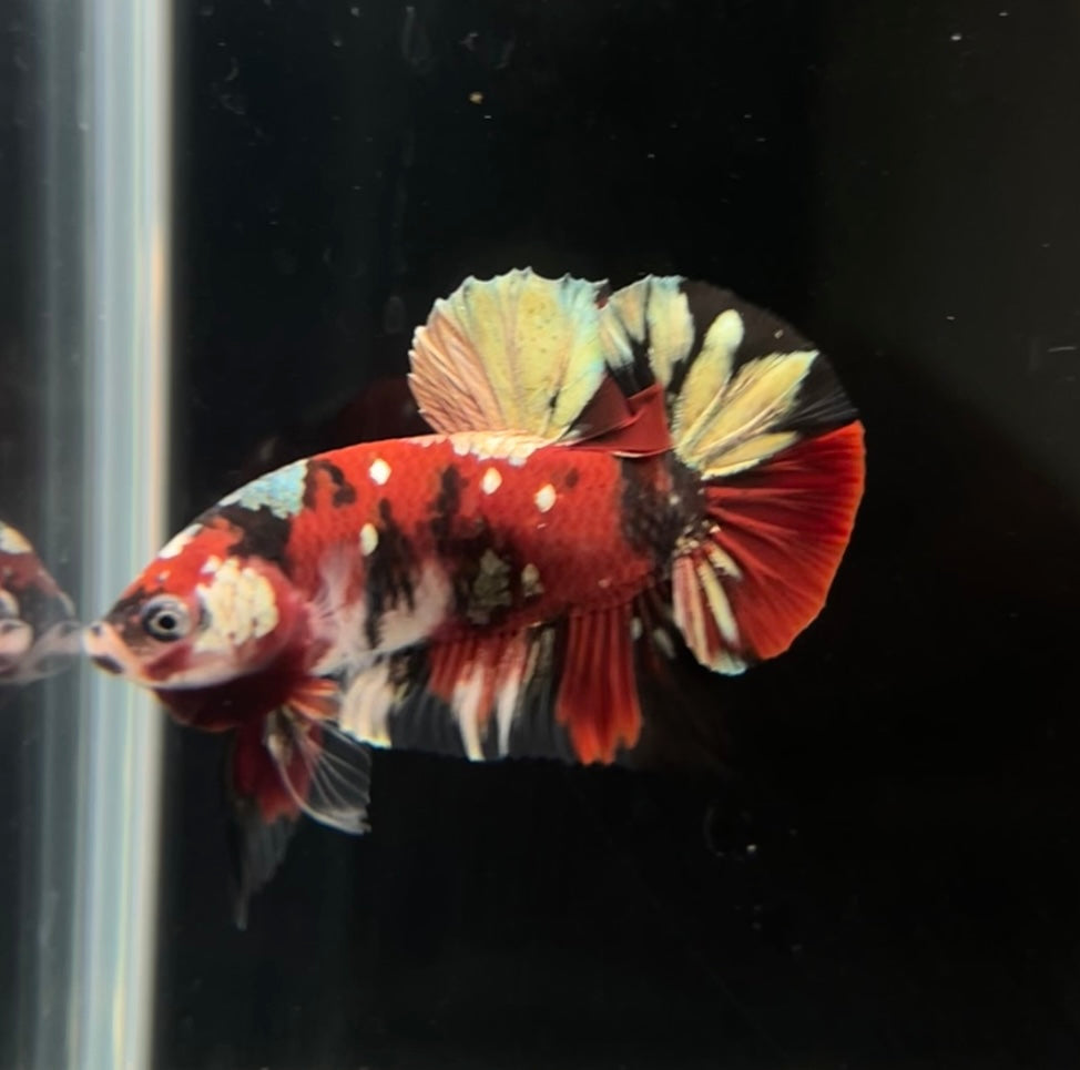 Red Copper Koi HMPK Male Betta