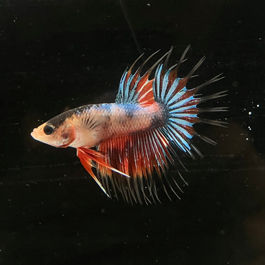 CT Multicolor Koi Male Betta