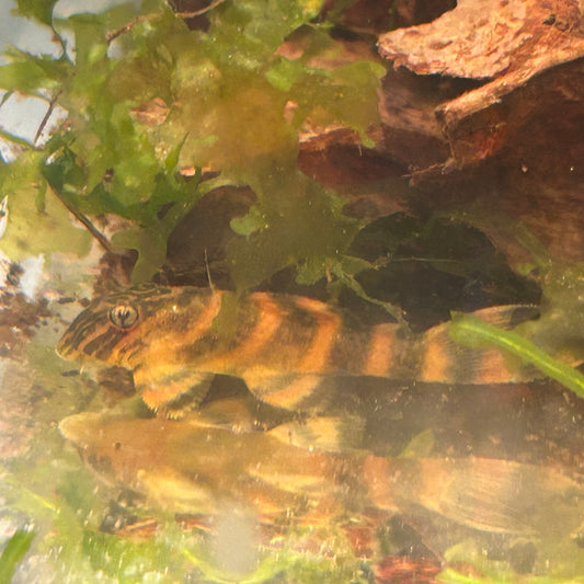 Homebred L397 Alenquer Tiger Pleco