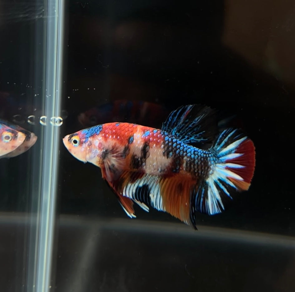 Multi Metallic Koi HMPK Male Betta