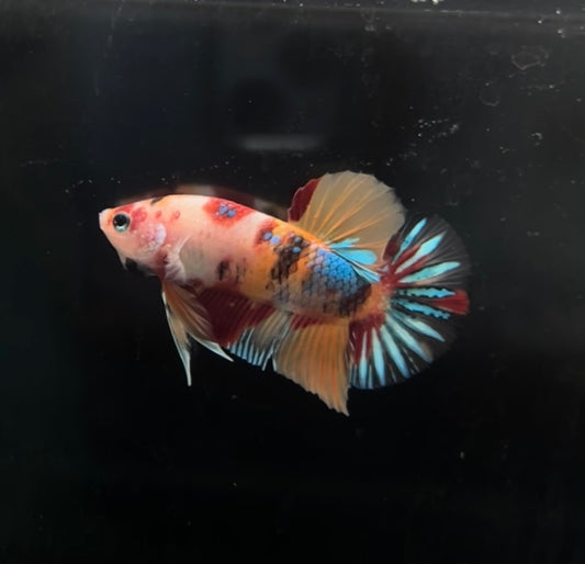 Nemo Multimetalic Koi HMPK Male Betta