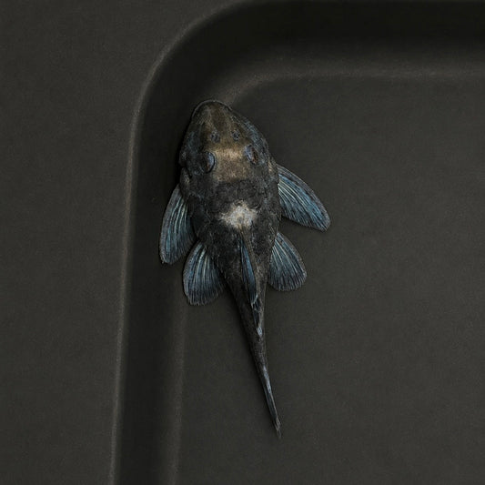 L239 Blue Panaque Pleco