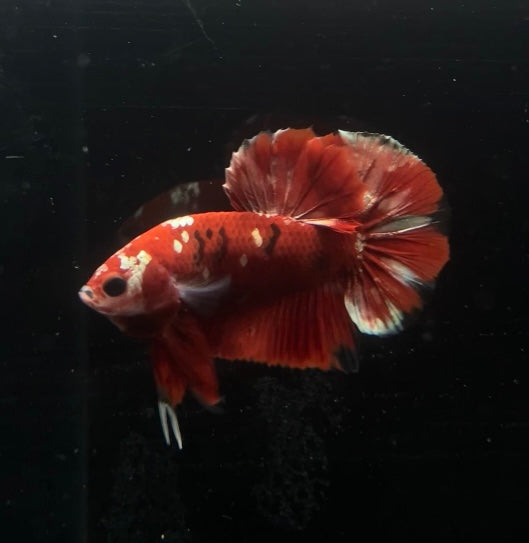 OM HMPK Red Koi Copper Male Betta