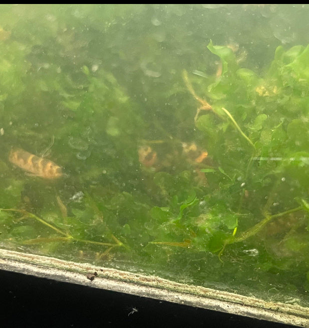 Khuli Loach