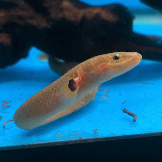 Rope Fish