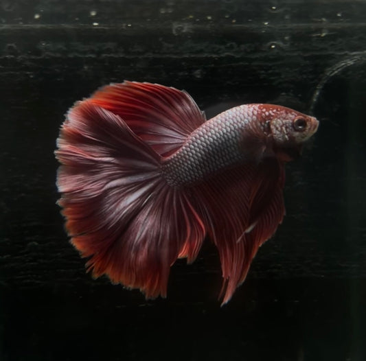 Purple Dragon Halfmoon Male Betta