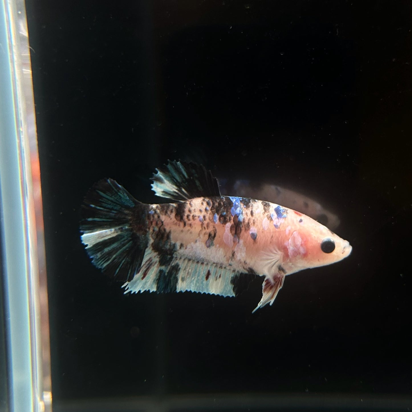 Ready to Breed Multicolor Koi Female Betta