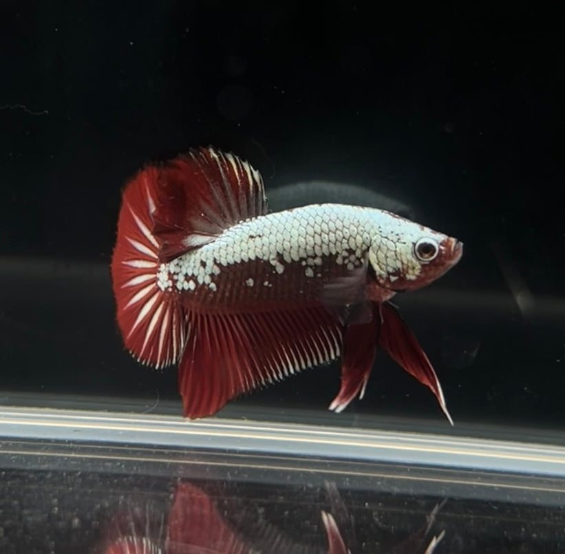 Red Samurai HMPK Male Betta