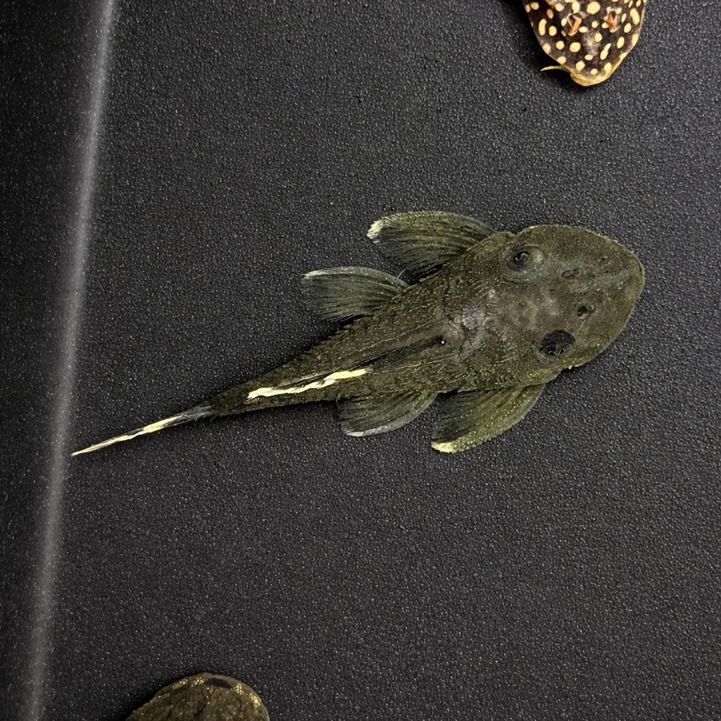 L047 Mango Pleco