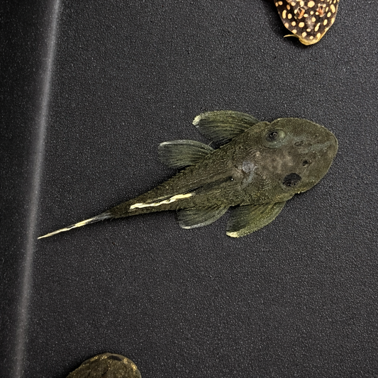 L047 Mango Pleco 2.5”