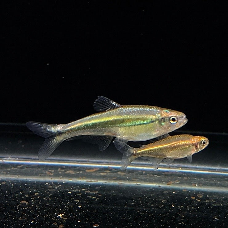 Green Arrow Tetra  (Bryconadenos tanaothoros)