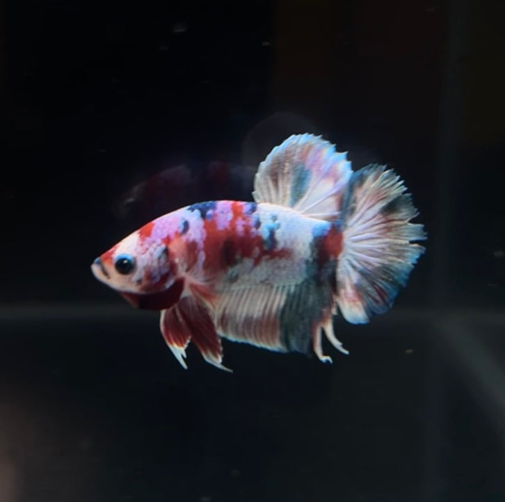 Red Barongsai Koi HMPK Koi Male Betta