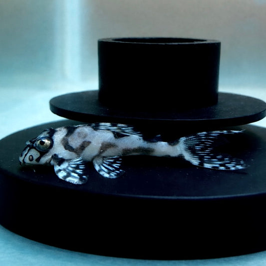 L236 Super White Pleco(Holy Grail)