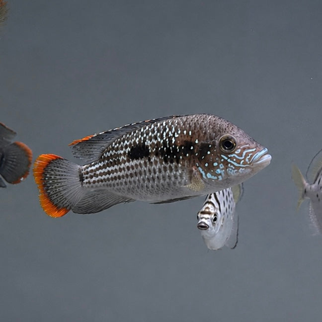 Green Terror Cichlid