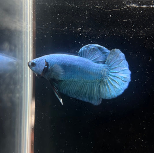 Full Blue HMPK Male Betta