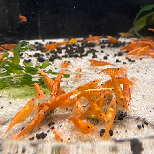 Orange Sunkist Neocardina Shrimp