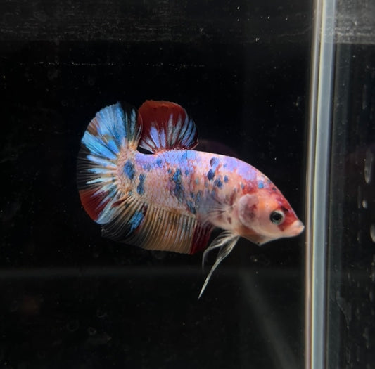 Giant Candy Koi HMPK Male Betta