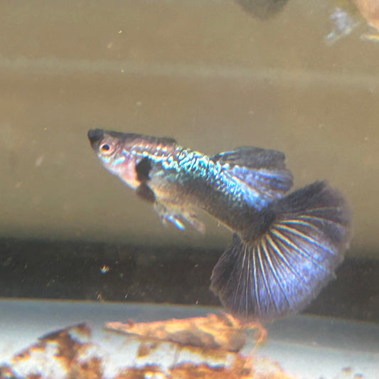 Blue Dragon Guppy