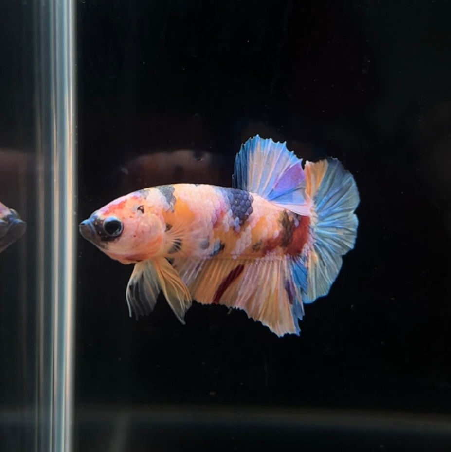 Orange Candy Koi HMPK Male Betta