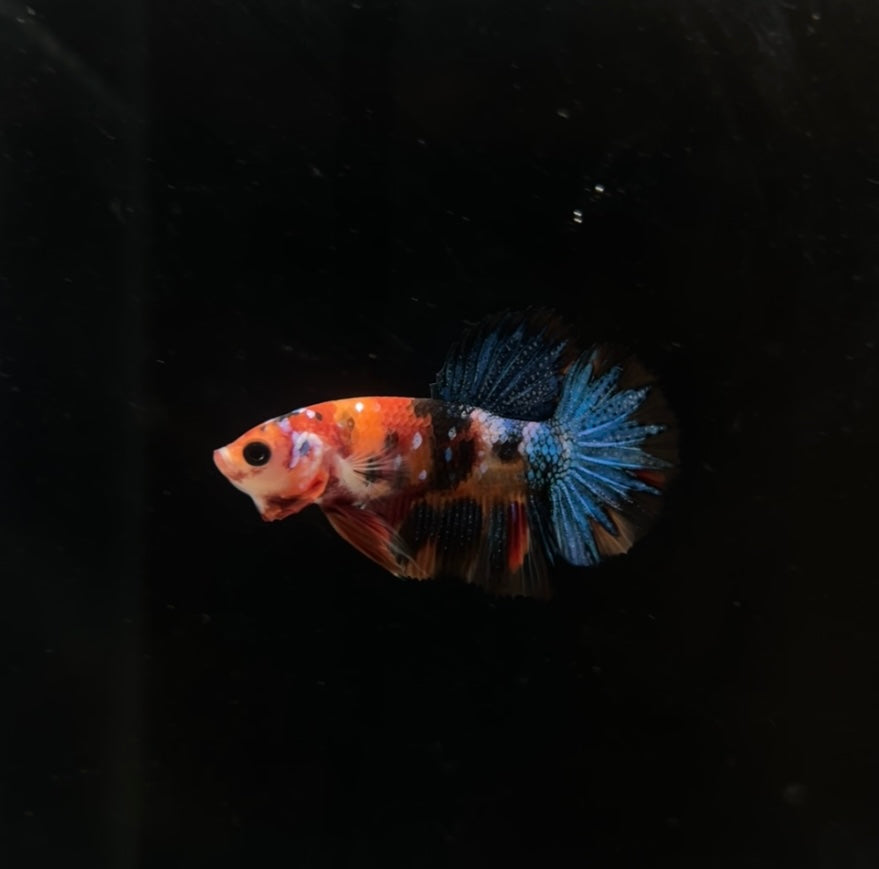 Multicolor Koi HMPK Male Betta