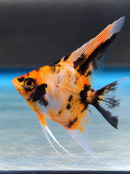 SUPER GRADE Red Devil Koi Angelfish