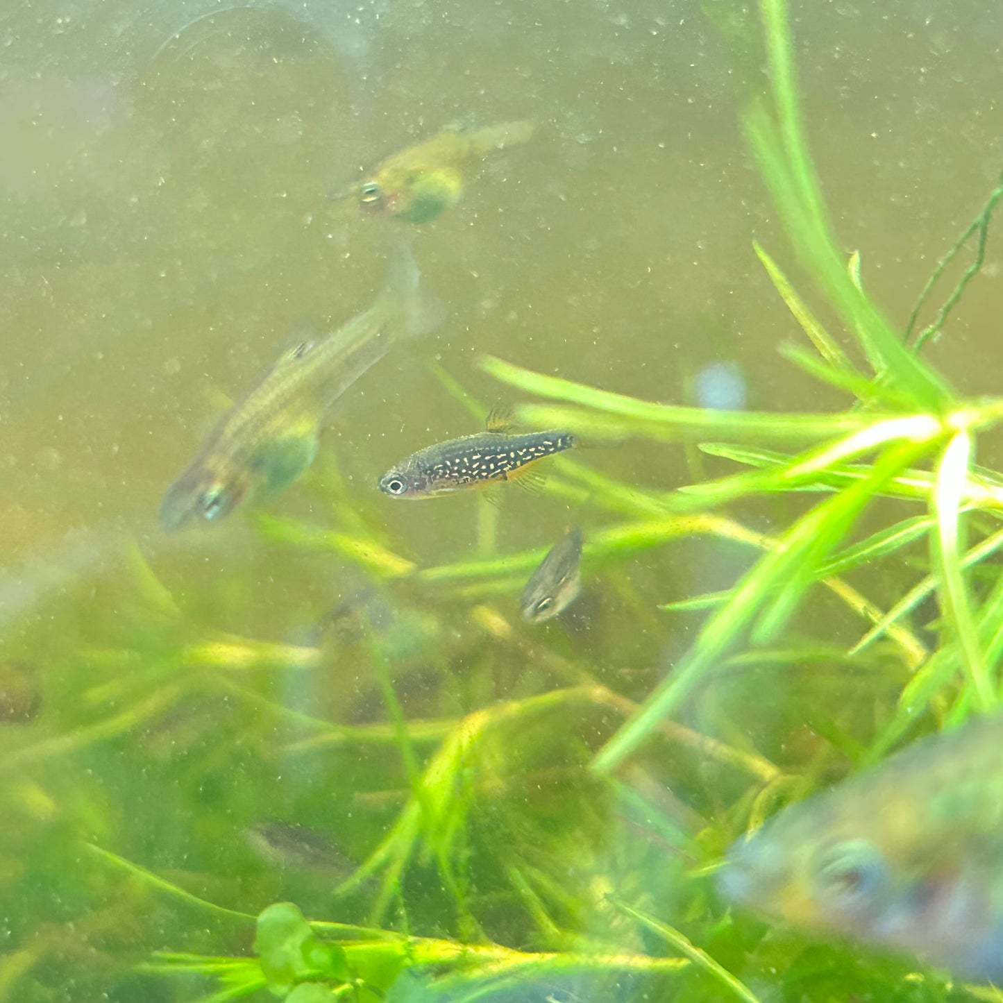 Celestial Pearl Danios