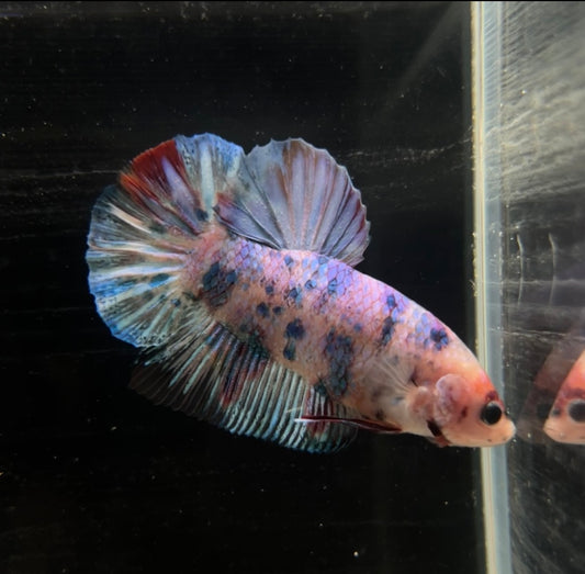 Giant Candy Koi HMPK Male Betta