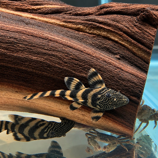 L397 Alenquer Red Tiger