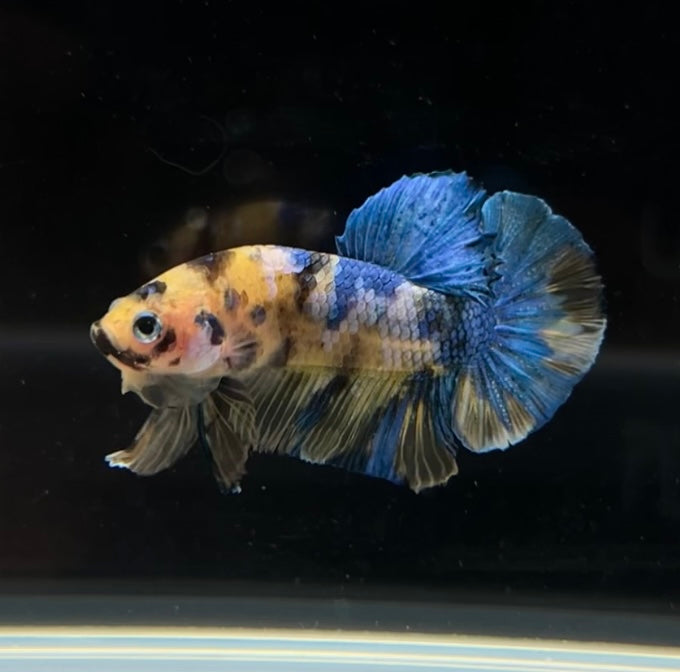 Yellow Galaxy Koi HMPK Male Betta